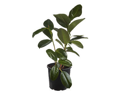 Rubber Plant 200mm