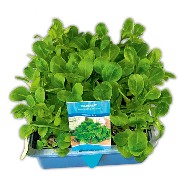 Feldsalat
