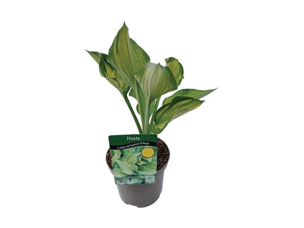 Hosta