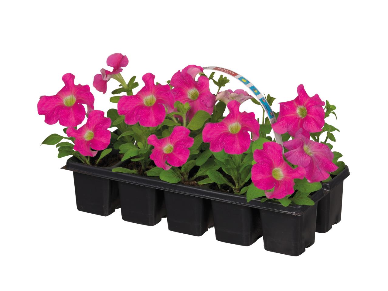 Bedding Plants1