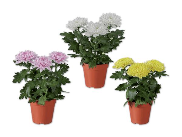 Chrysantheme Zembla