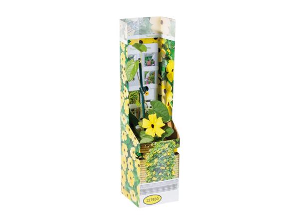 Thunbergia