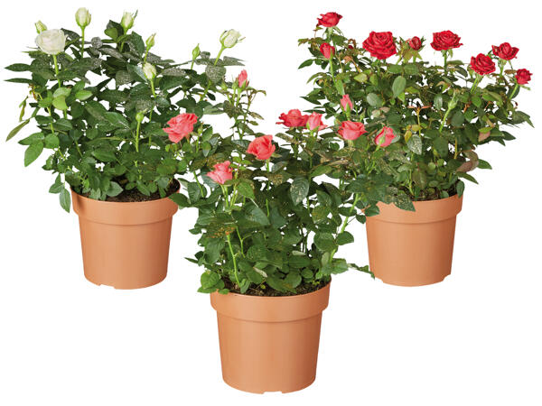 Topfrose
