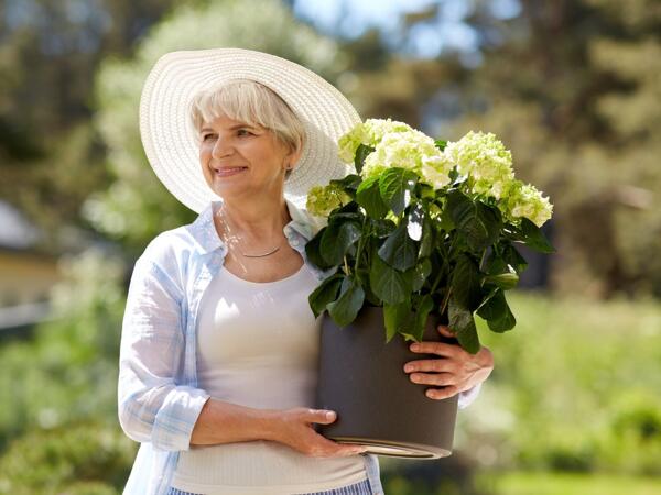 Havehortensia