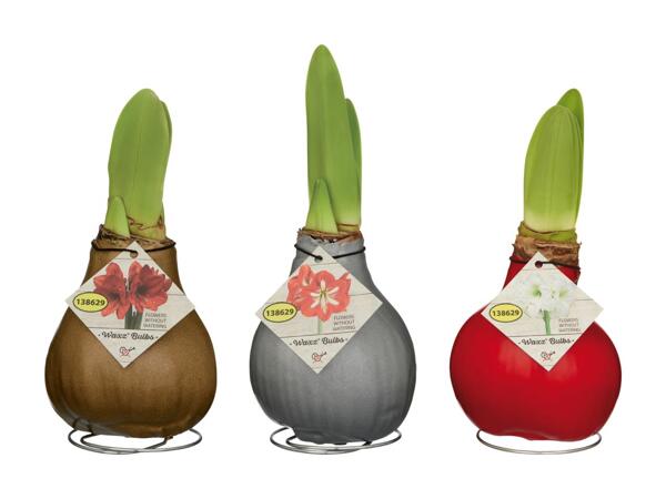 Amaryllis cirée