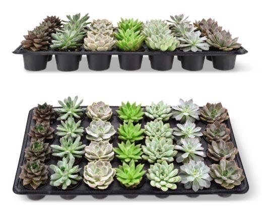 Mini Succulent Assorted Varieties