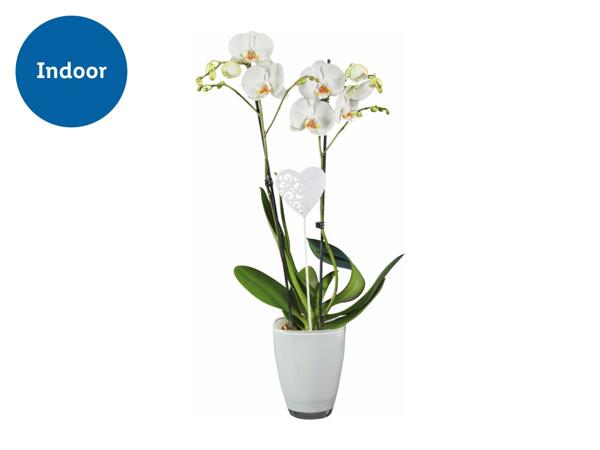 Orchid in Ceramic