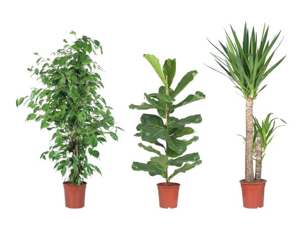 Grande plante verte