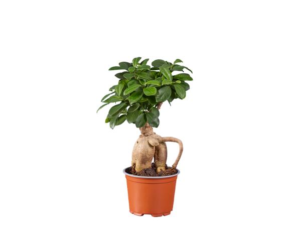 Ficus Ginseng or Pachira