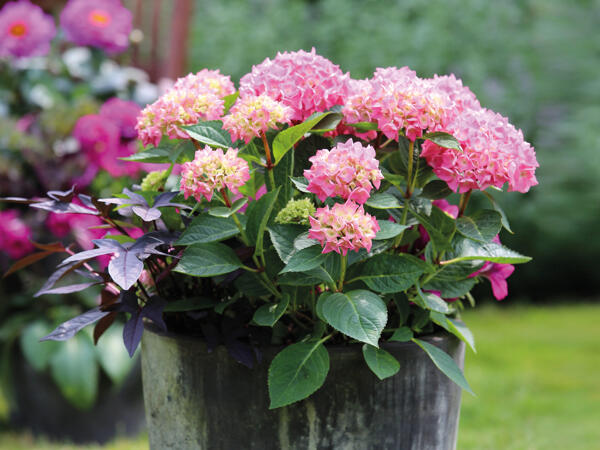 Dansk hortensia