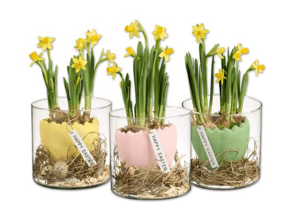 Oster-Arrangement mit Narzissen