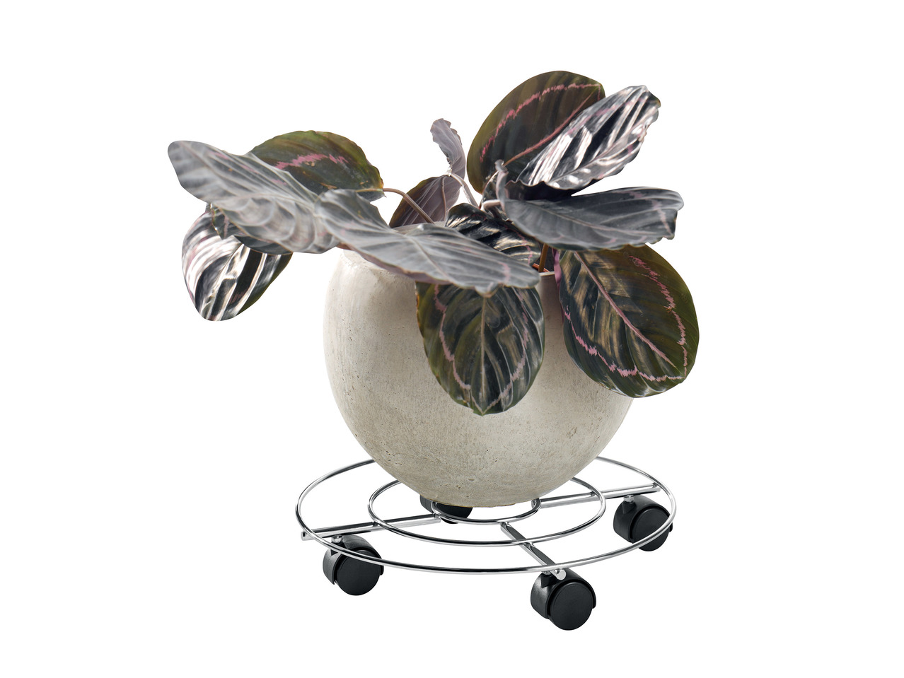 Livarno Living Plant Roller1
