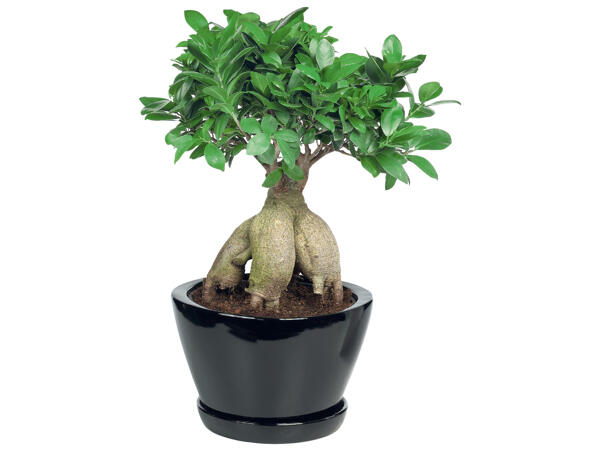 Bonsai Ficus Ginseng