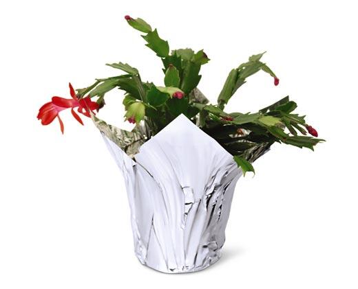 5" Christmas Cactus Assorted Colors