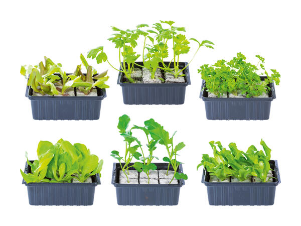 Plants de légumes