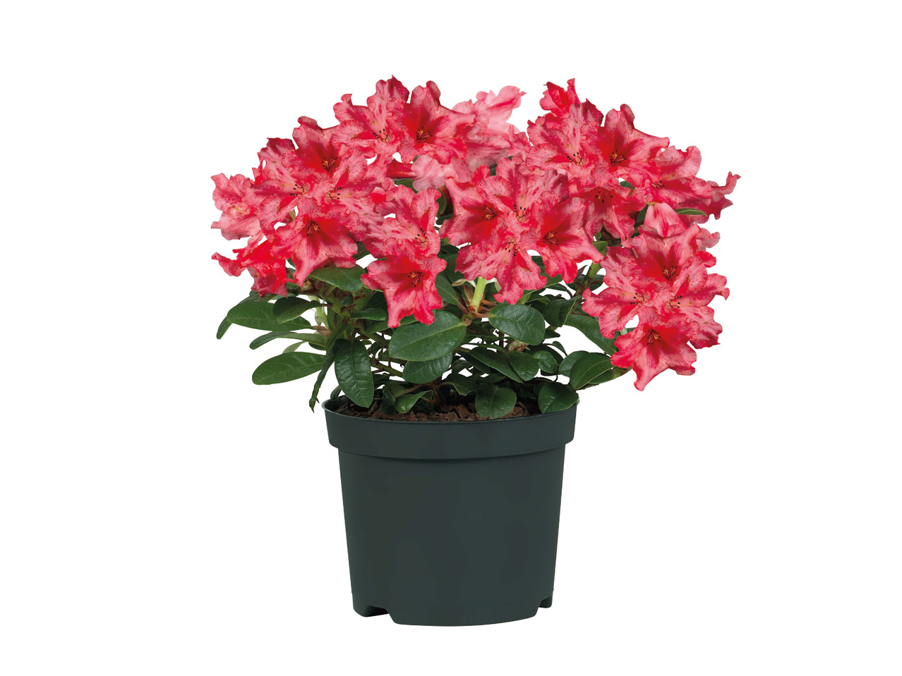 Rhododendron Mix1