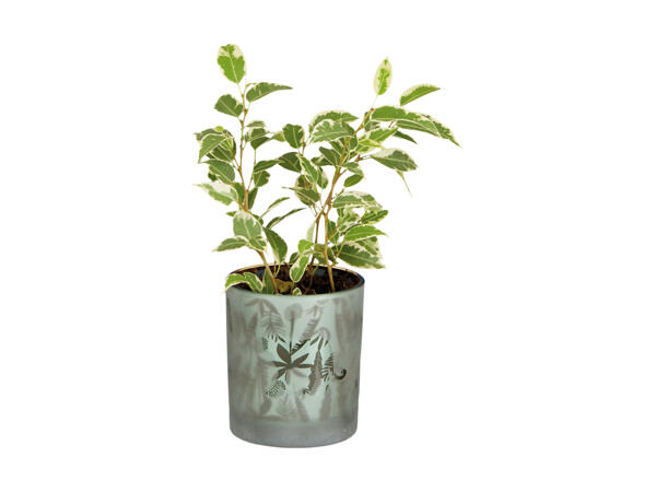 Grøn plante i glasskjuler