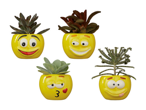 Kalanchoé dans un pot en céramique "Funny Faces"
