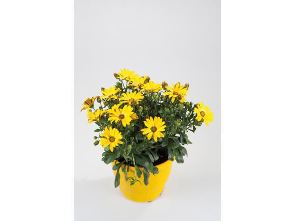 Daisies