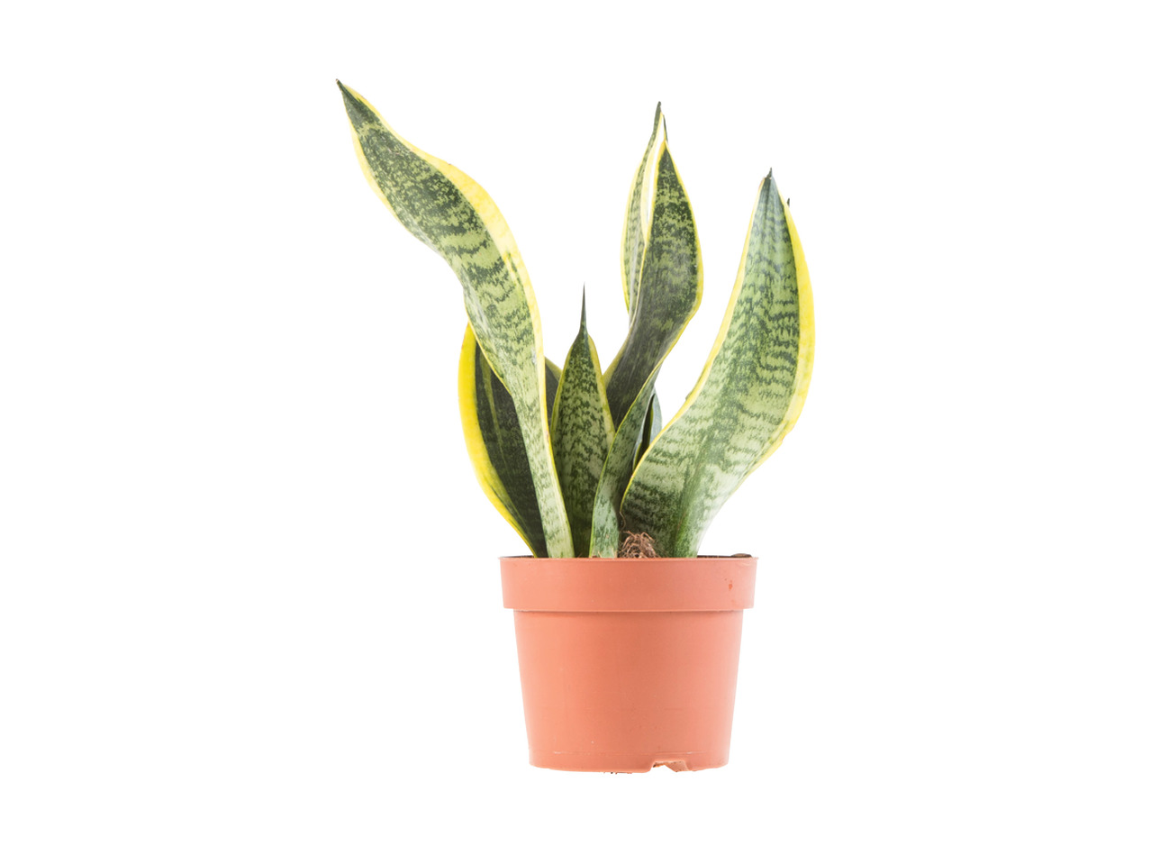 Luftrensende grønne planter