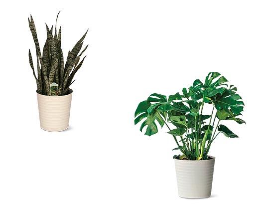 10 Inch Foliage Assorted Varieties