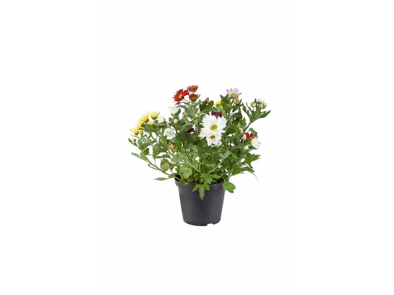 Chrysanthème