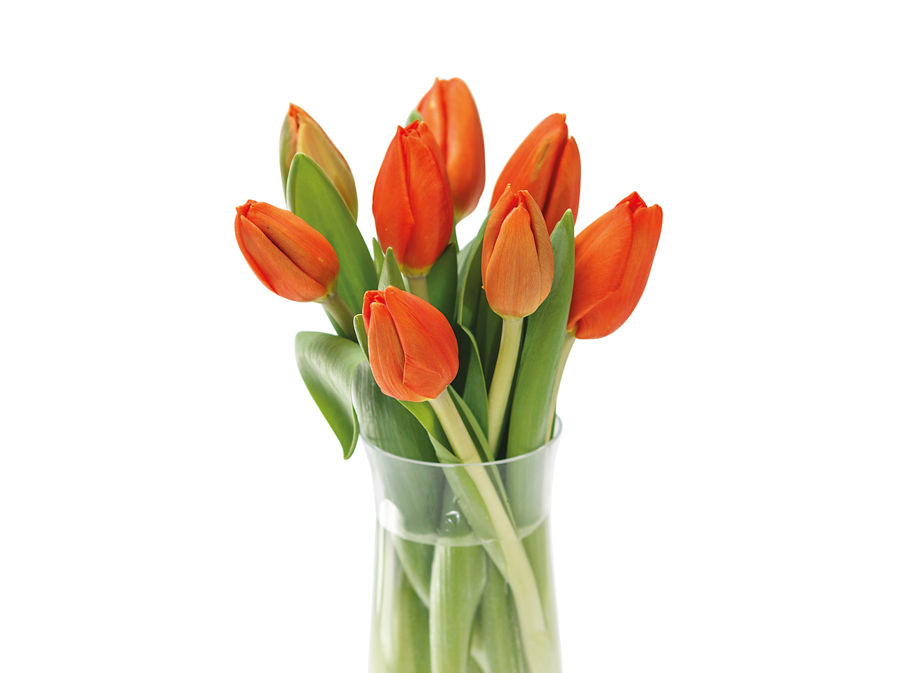 Tulips1