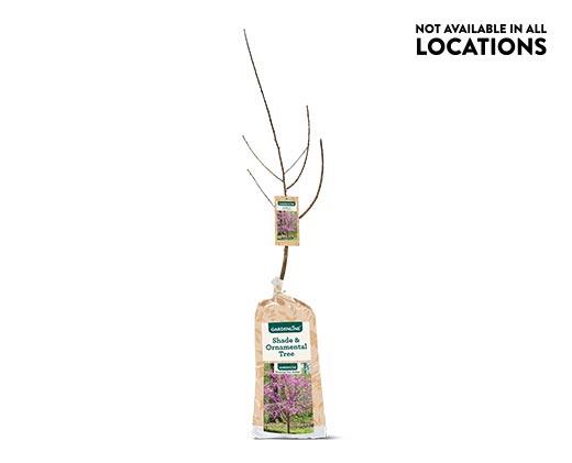 Gardenline Shade or Ornamental Tree Assorted Varieties