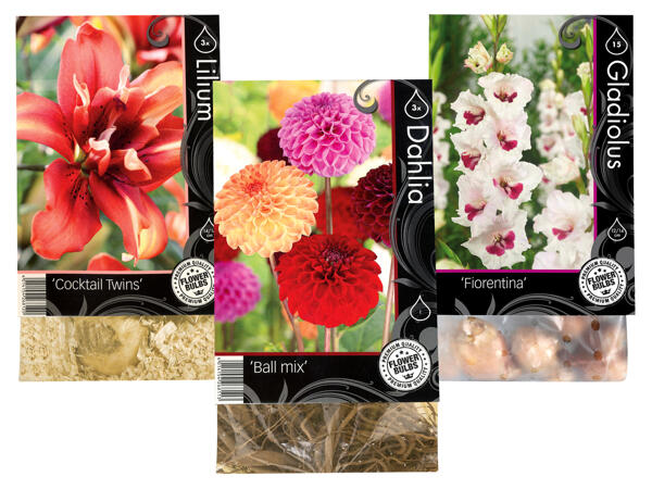 Herbstblumenzwiebel Premium