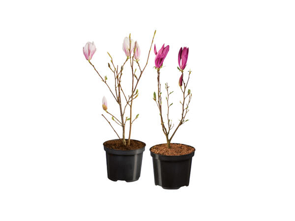 Magnolia