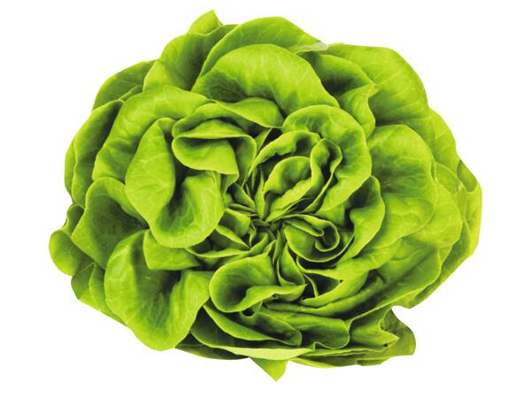 Irish Butterhead Lettuce