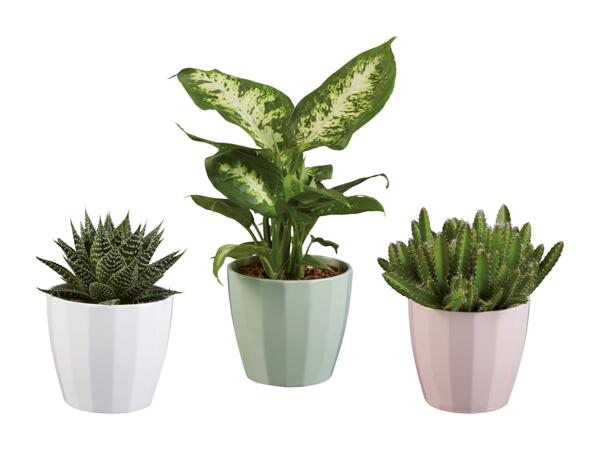 Plantes vertes dans un pot en céramique