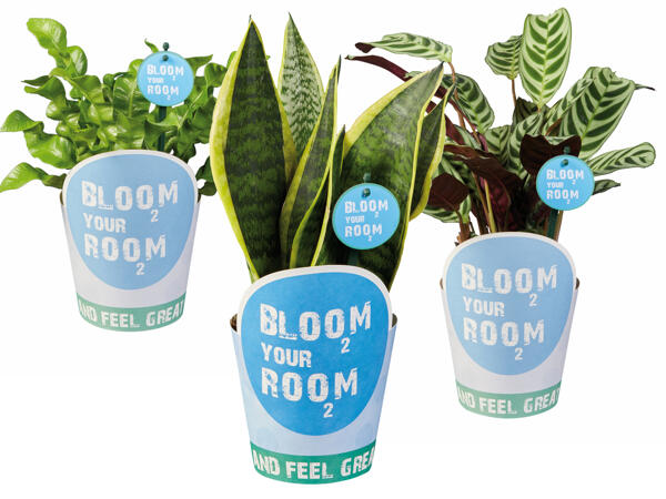 Grünpflanze "Bloom your room"