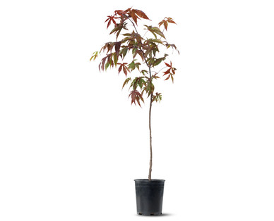 Japanese Maple Tree