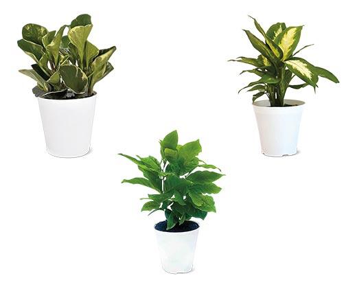 4" Foliage Assorted Varieties