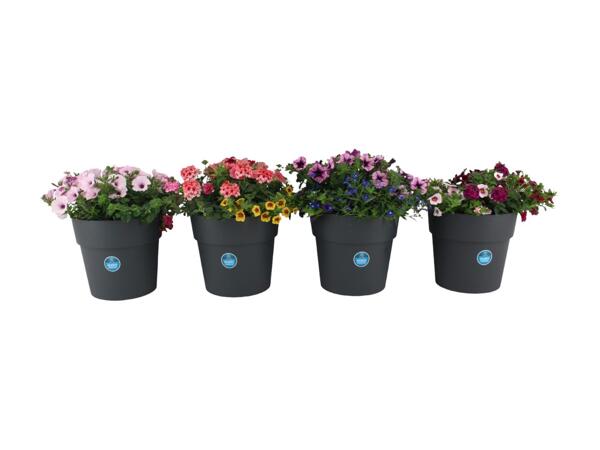 XL Blooming Joy Mix
