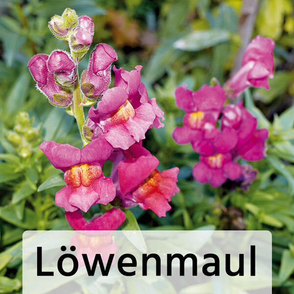 Bienenfreundliche Gartenpflanze