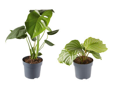 Assorted Indoor Plants 140mm