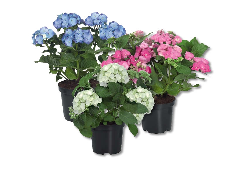 Hortensias de jardin