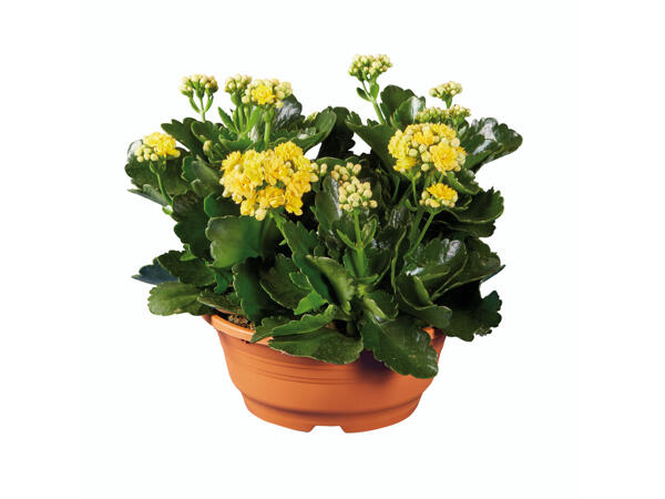 Kalanchoé en pot