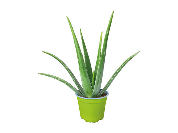 Aloe Vera
