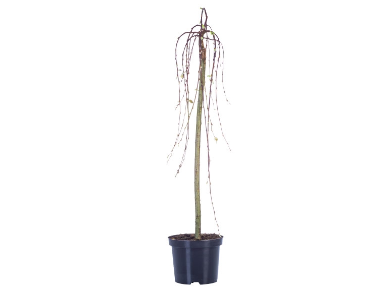 Kilmarnock Willow