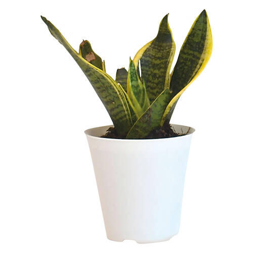 4" Assorted Foliage