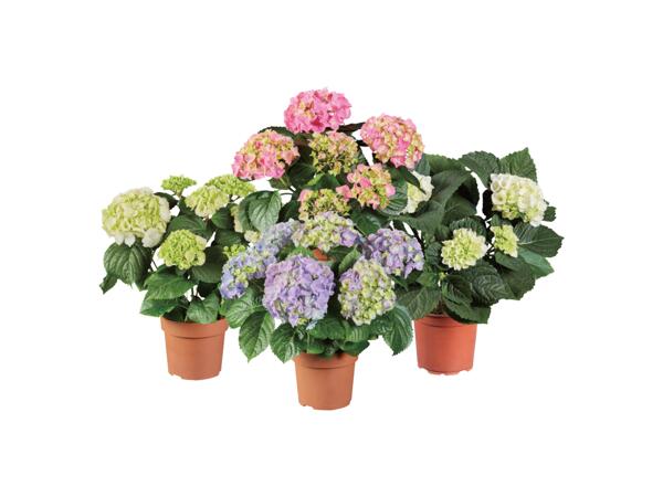Vipphortensia