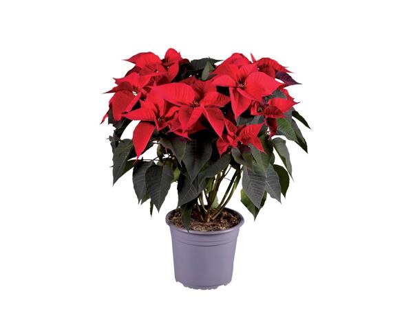 Poinsettia