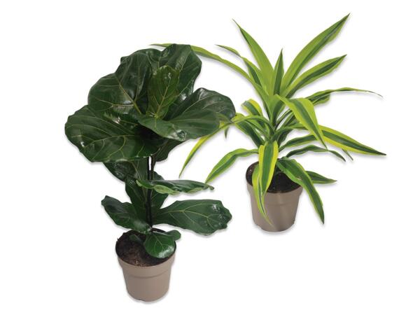 Green Plants