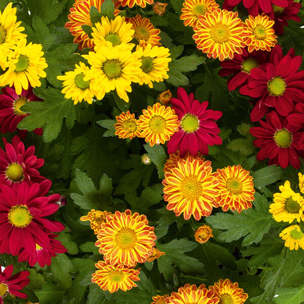 Chrysantheme