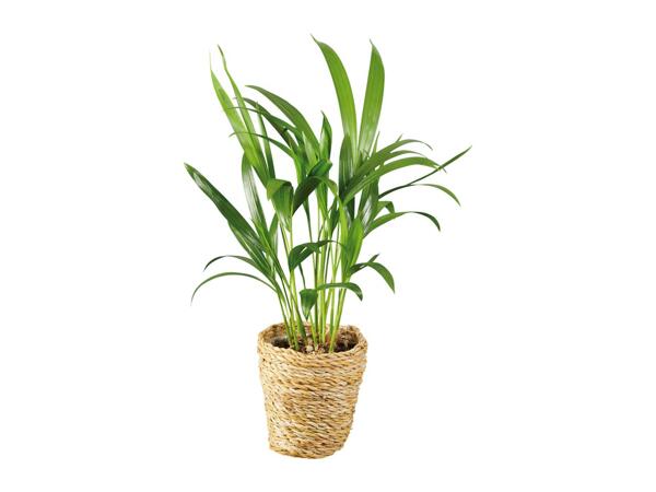 Green Plants in Woven Pot