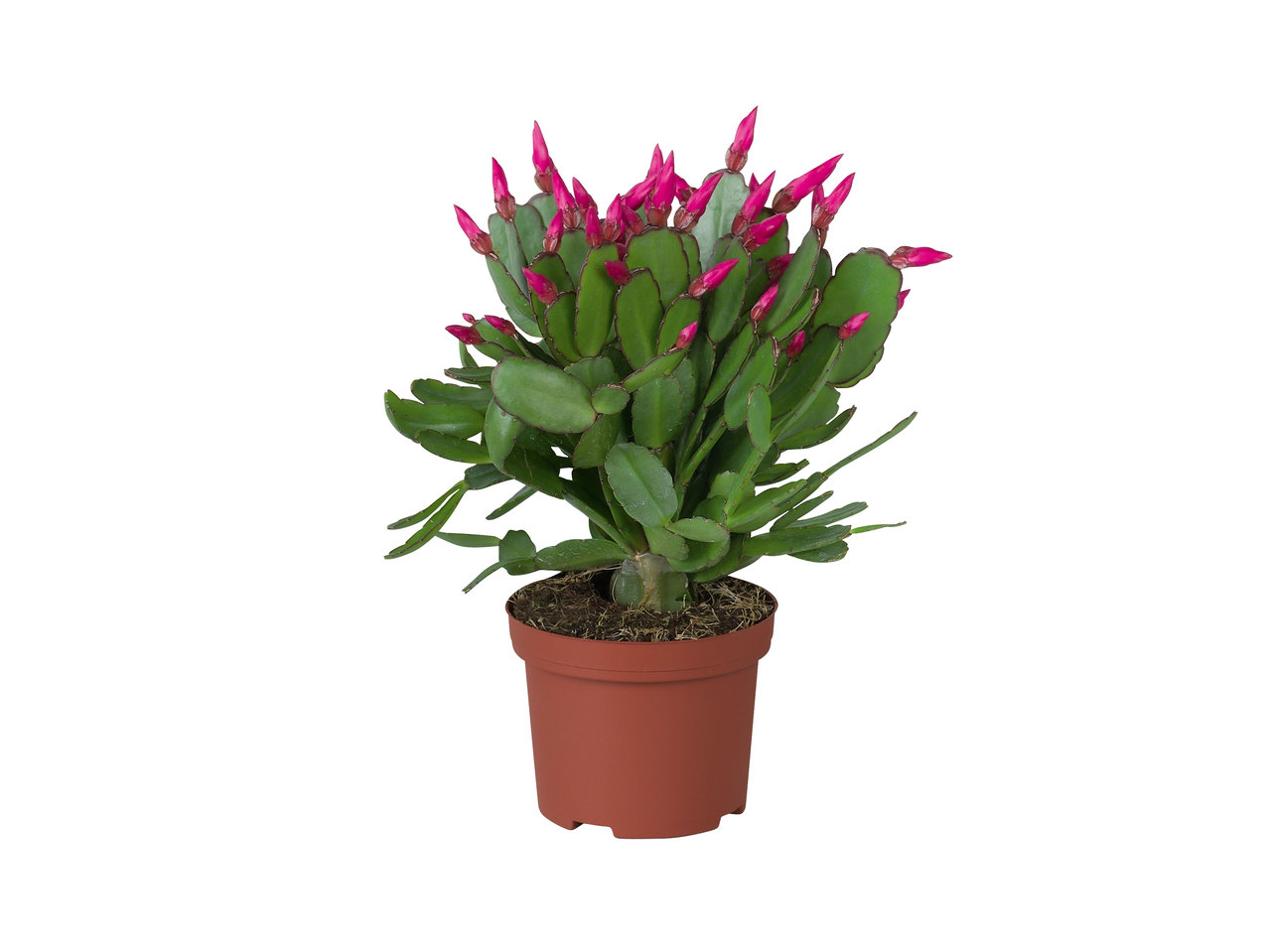Kerstcactus