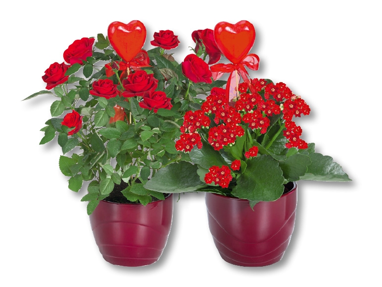Rosier et kalanchoé dans un pot en céramique